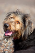 Portrait of mischievious looking dog
