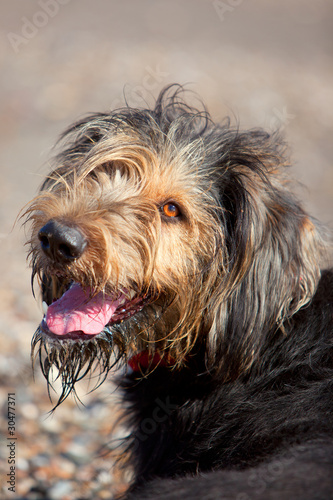 Foto: Portrait of mischievious looking dog Portrait of mischievious looking dog