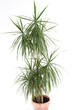 Drachenbaum