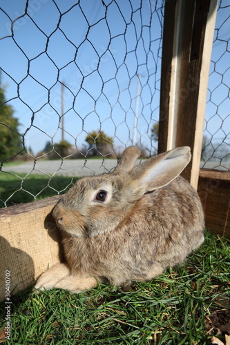 Photo: lapin en cage lapin en cage