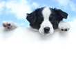 Australian Shepherd (Aussie) Puppy Above a Blank Sign