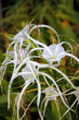 Ornamental flowers