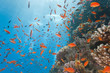 Coral reef scene with anthias fish
