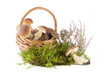 Boletus mushrooms