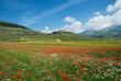 Fioritura Castelluccio Norcia