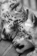 Snow leopards sleeping.