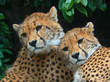 Cheetahs resting.