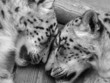 Snow leopards sleeping.