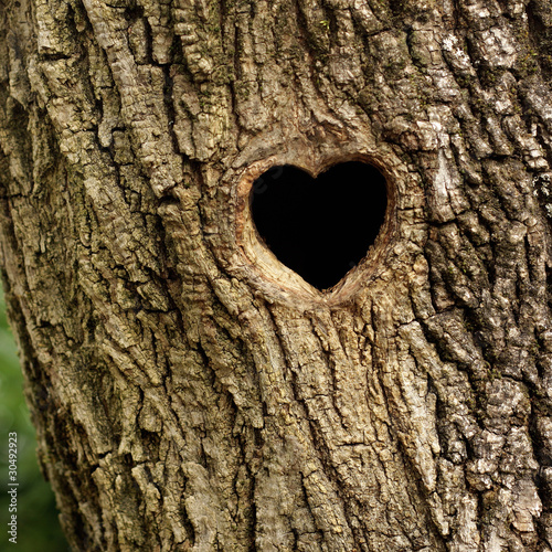 Photo: Bird nest in hollow trunk Bird nest in hollow trunk