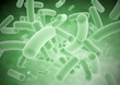Photo en ligne au meilleur prix Bacteria