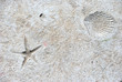 Sea shells impressions.