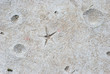 Sea shells impressions.