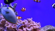 aquarium fish