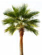 Palm tree isolated Palm tree isolated