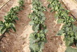 broccoli y coliflor broccoli y coliflor