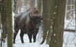 European Bison bull in winter European Bison bull in winter