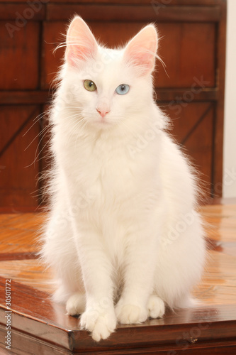 Photo: pose élégante du chat angora turc pose élégante du chat angora turc