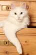 chat angora turc dans un placard