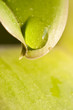 Goutte d'eau sur une feuille Goutte d'eau sur une feuille
