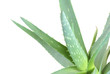 aloe leaves