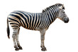 Zoo single  burchell zebra isolated on white background