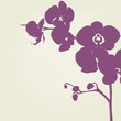 Orchid Orchid