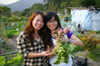 Girls harvesting beetroots happily Girls harvesting beetroots happily