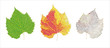 Life cycle of leaf
