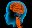 Brain X-Ray of a male skeleton with brain
