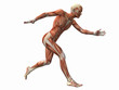 muscle man , male Human Body Anatomy