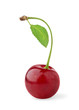 Cherry isolated on white