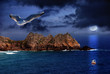 Seagull flight Seagull flight