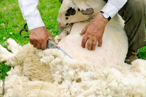 Photo: Shearing Sheep Shearing Sheep
