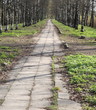 spring in city park