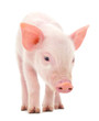 Photo en ligne au meilleur prix Pig