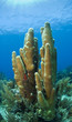 Caribbean coral reef scene, pillar coral