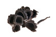 Edible mushroom, Trumpet of death, Craterellus cornucopioides Edible mushroom, Trumpet of death, Craterellus cornucopioides