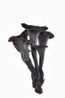 Trumpet of death, Craterellus cornucopioides, Spain Trumpet of death, Craterellus cornucopioides, Spain