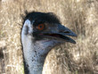 emu
