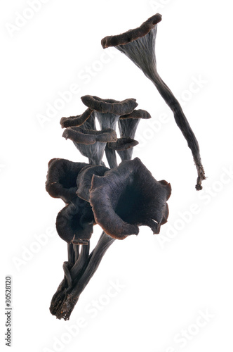 Photo: Trumpet of death, Craterellus cornucopioides, Spain Trumpet of death, Craterellus cornucopioides, Spain