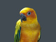 sun conure