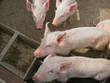 Small piglets