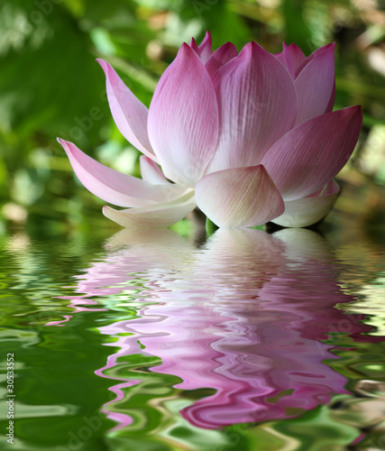Photo: lotus rose lotus rose