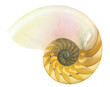 Photo: Nautilus shell Nautilus shell