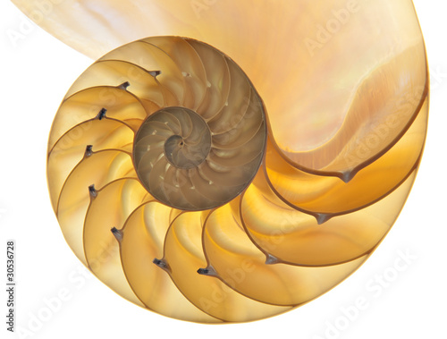 Photo: Nautilus shell Nautilus shell