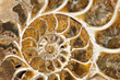 Ammonite