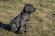 Mastino Napoletano