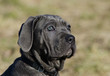 Mastino Napoletano