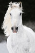 white Lipizzaner horse runs gallop in winter white Lipizzaner horse runs gallop in winter