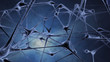 Nerve cell